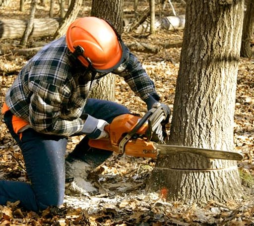 Tree Removal in Houston, PA